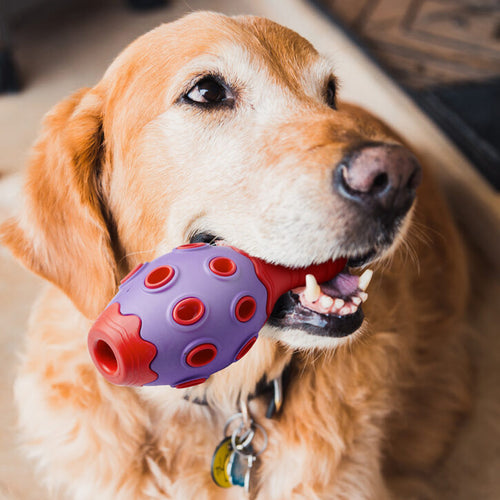 Dog Chewing Toy